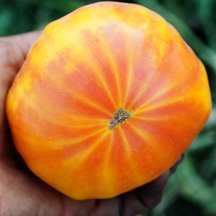 Hand holding a single very large Gold Medal Tomato in the garden.