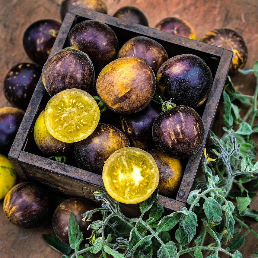 A wooden box full of Wooly Kate Tomatoes with fuzzy foliage on a wooden background.