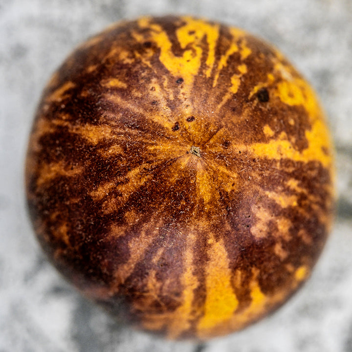Close-up macro view of a Wooly Kate Tomato on a metal background.