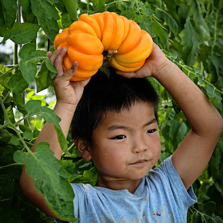 A little boy holding a large Orange Accordion Tomato over his head in the tomato patch.