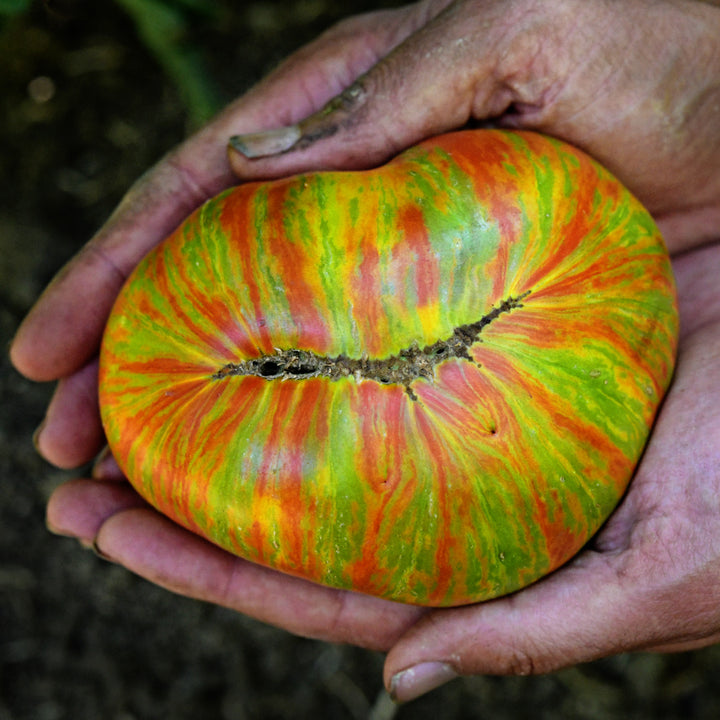 A farmer holds a freshly plucked Berkeley Tie-Dye Green Tomato in his hands.