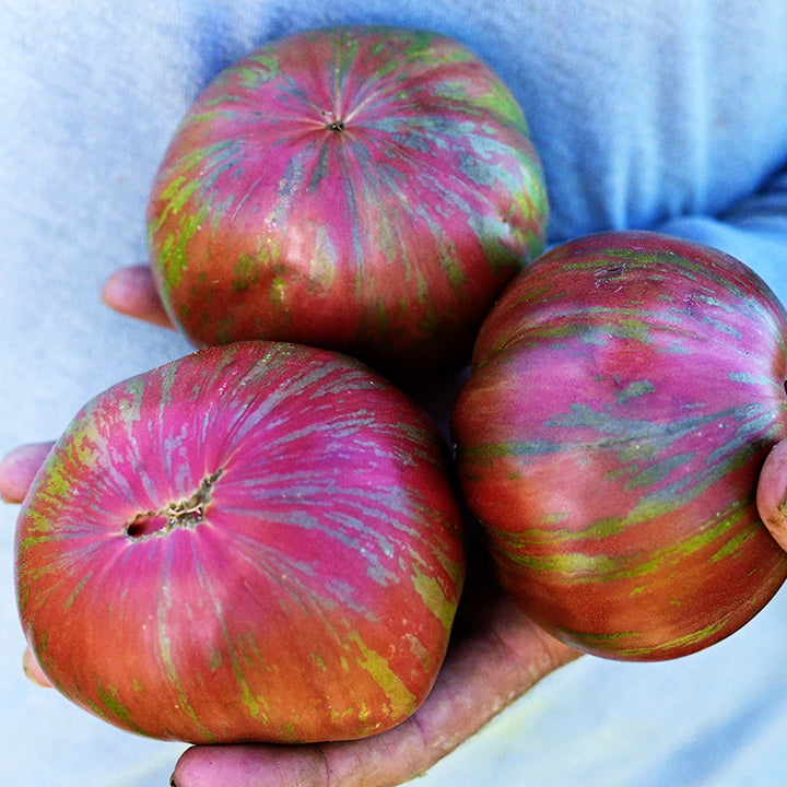 Hand holding a trio of Berkeley Tie-Dye Pink Tomatoes at the Baker Creek trial farm in California.