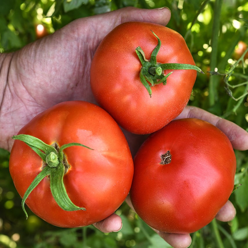 A farmer holds three Bonny Best Tomatoes against tomato foliage at the Baker Creek trial farm.