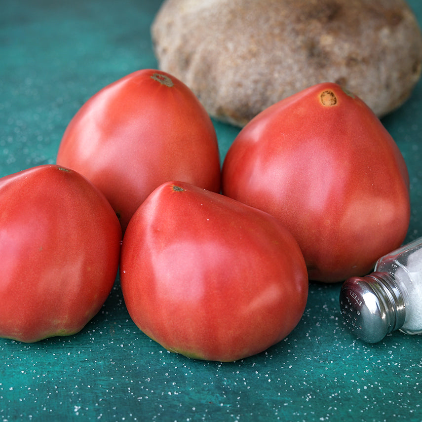 Four whole Bread and Salt Tomatoes with a round loaf of bread and salt shaker on a teal background.