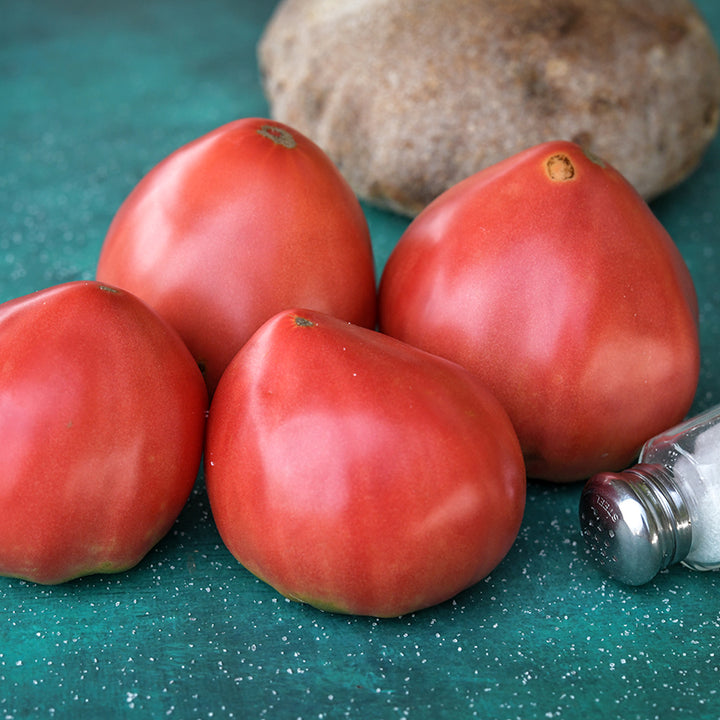 Four whole Bread and Salt Tomatoes with a round loaf of bread and salt shaker on a teal background.