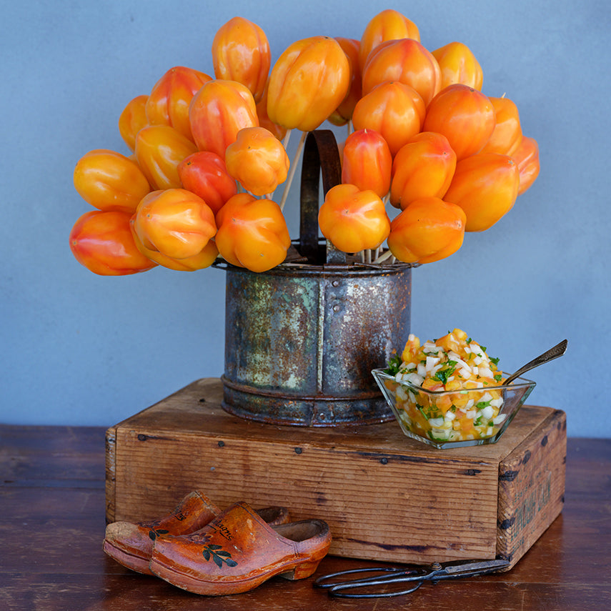 California Tulip Tomatoes in an arrangement with salsa on the side by some wooden Dutch shoes.