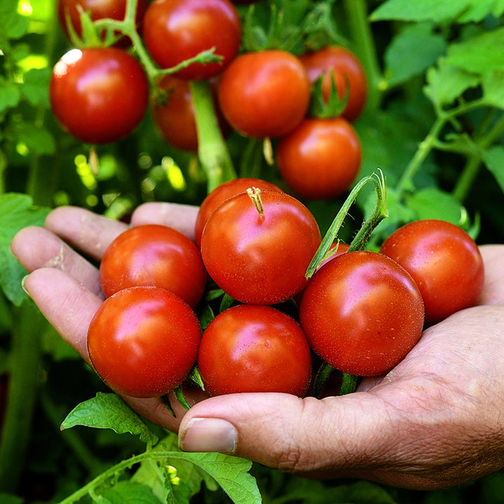 Hand holding a bunch of Chadwick Cherry or Camp Joy Tomatoes with plants in the background.