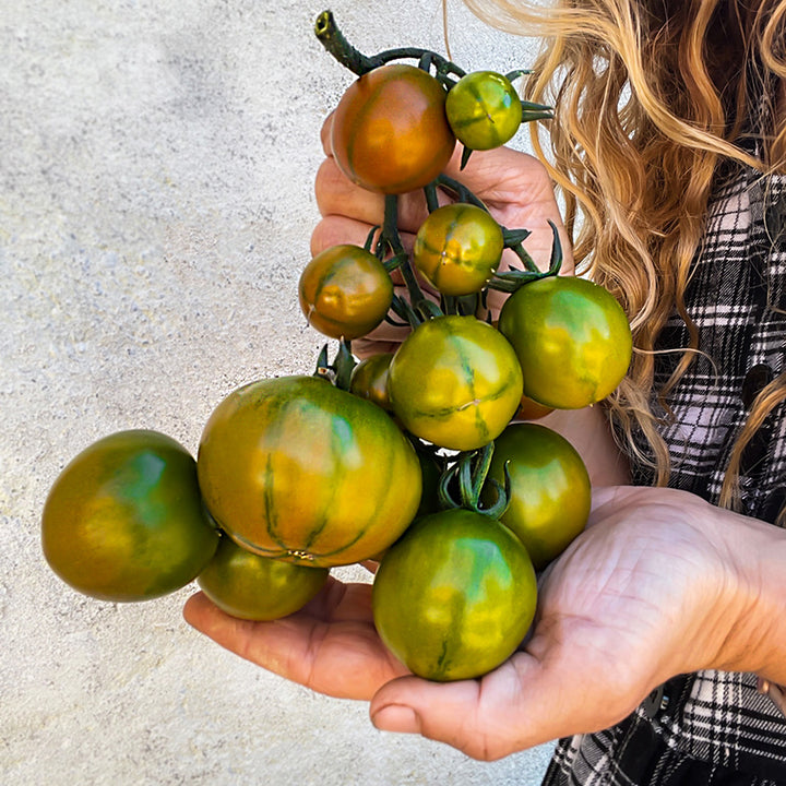 Woman holding a cluster of Evil Olive Tomatoes against a stucco wall.