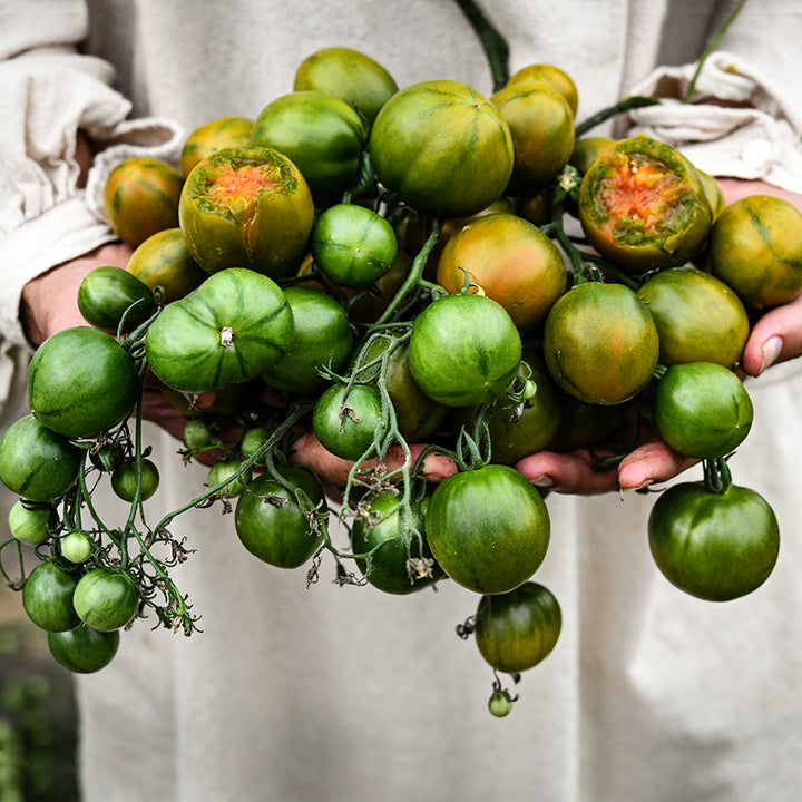 A mysterious man in a tunic holding a ridiculously bountiful armload of Evil Olive Tomato clusters.