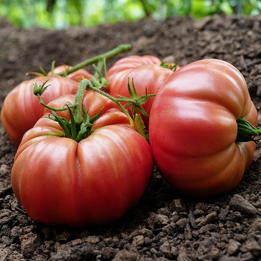 Granny Cantrell German Red Tomatoes on the soil with the tomato patch at the Baker Creek trial farm in the background.