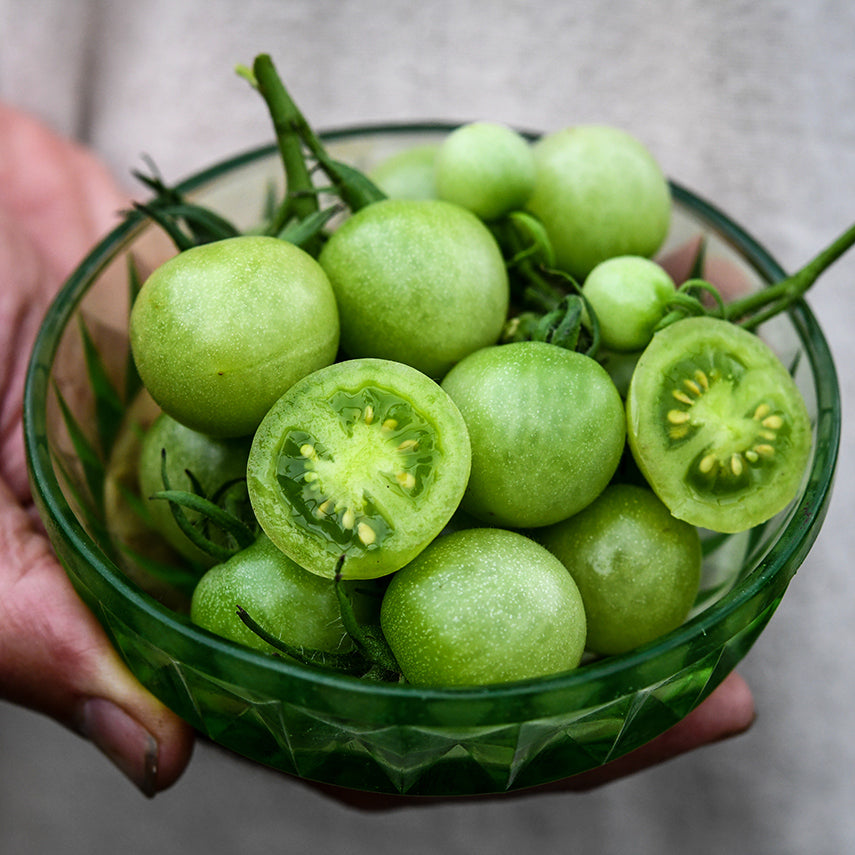 Close-up of a hand holding cut and whole Green Doctors Tomatoes in green bowl.
