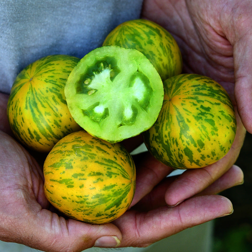 Hands holding cut and whole Green Zebra Tomatoes on the Baker Creek trial farm in California.