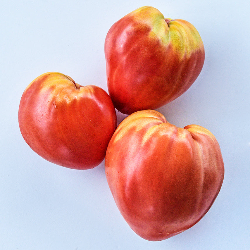A trio of Hungarian Heart Tomatoes arranged on a white background.