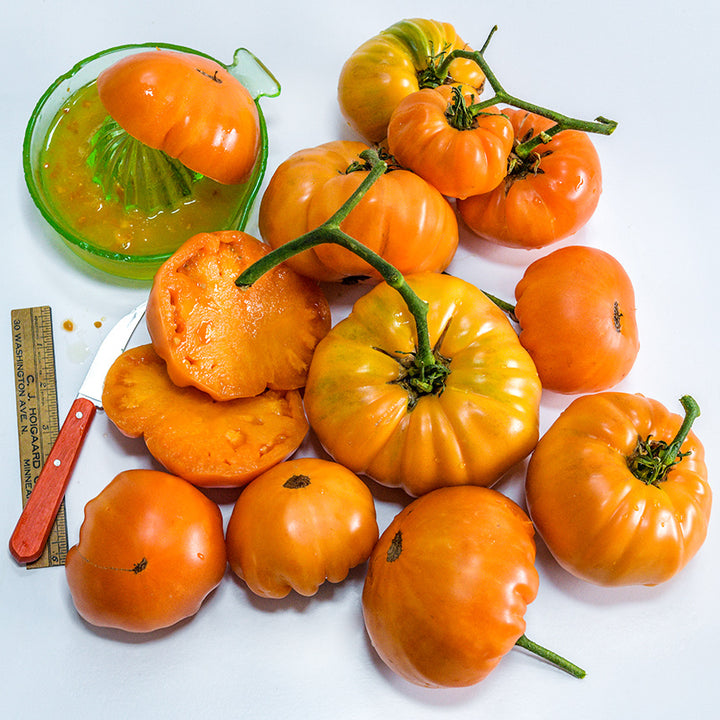 Sliced, juiced and whole Kellogg's Breakfast Tomatoes with a juicer, ruler and knife on a white background.