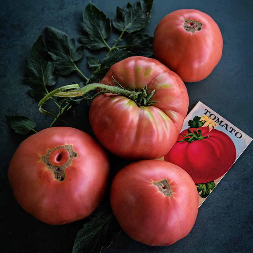 Four Millionaire Tomatoes with a vintage tomato seed packet and some foliage on dark jade background