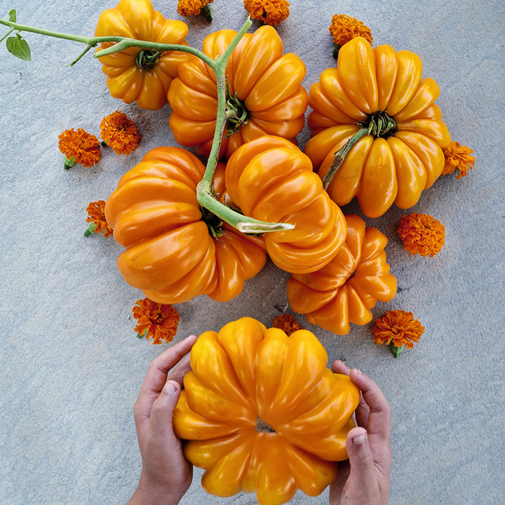 A child's hands holding a giant Orange Accordion Tomato with more huge tomatoes on a stone background.