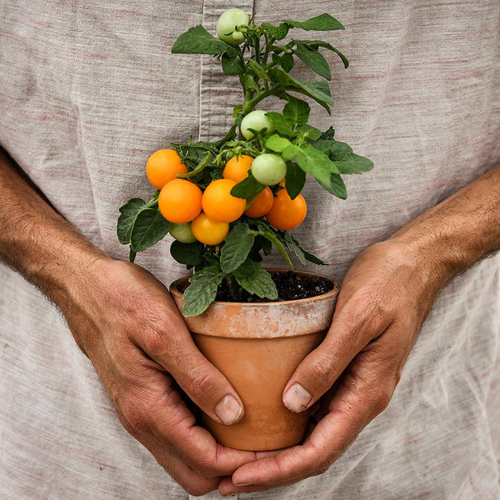 A man holding a single Orange Hat Tomato plant in little terra-cotta pot.