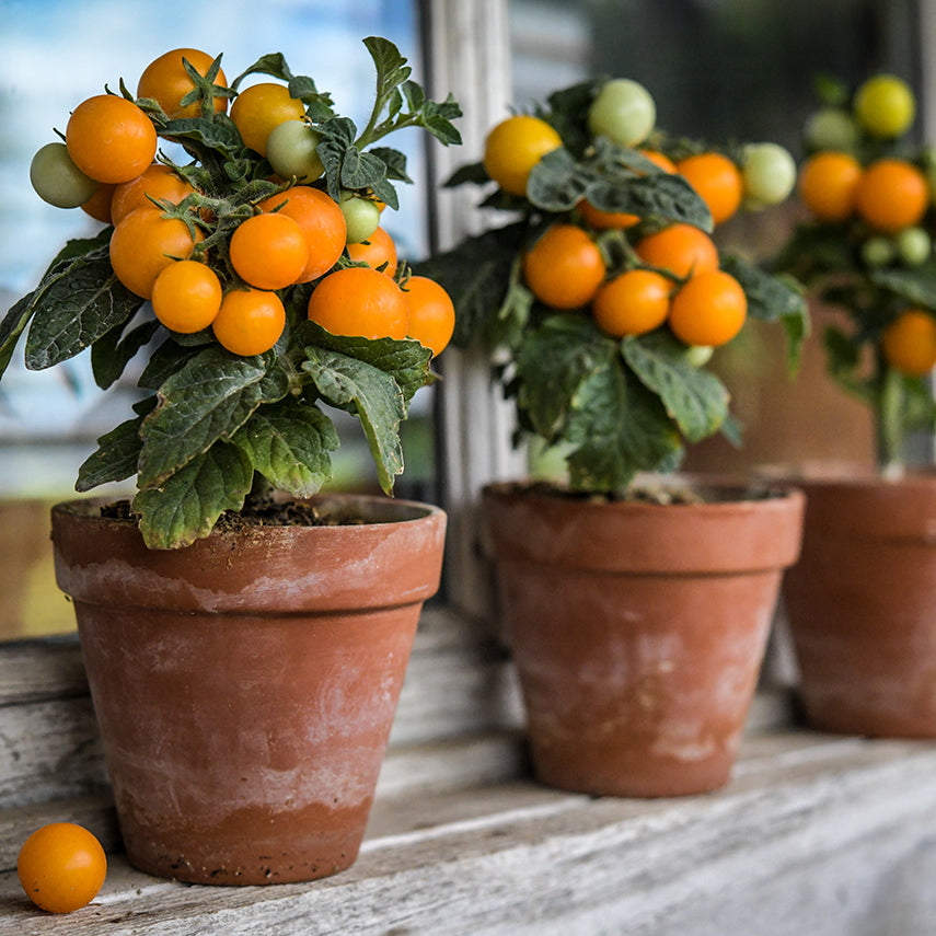 A trio of Orange Hat Tomato plants in pots on a windowsill with a reflection of the blue sky.