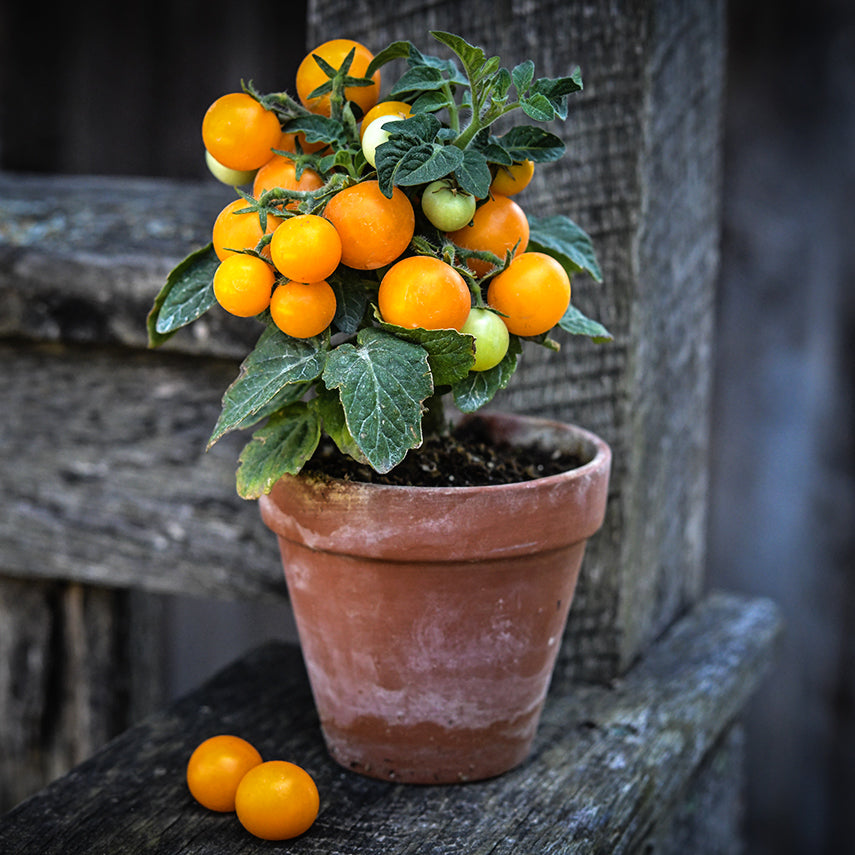 An Orange Hat Tomato plant on an old wooden deck railing with a couple of tomatoes on the side.