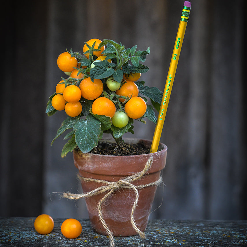 An Orange Hat Tomato plant in small pot with a pencil to show size against a rustic wood background.