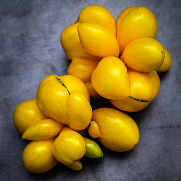 Close-up detailed view of a couple of Phil&