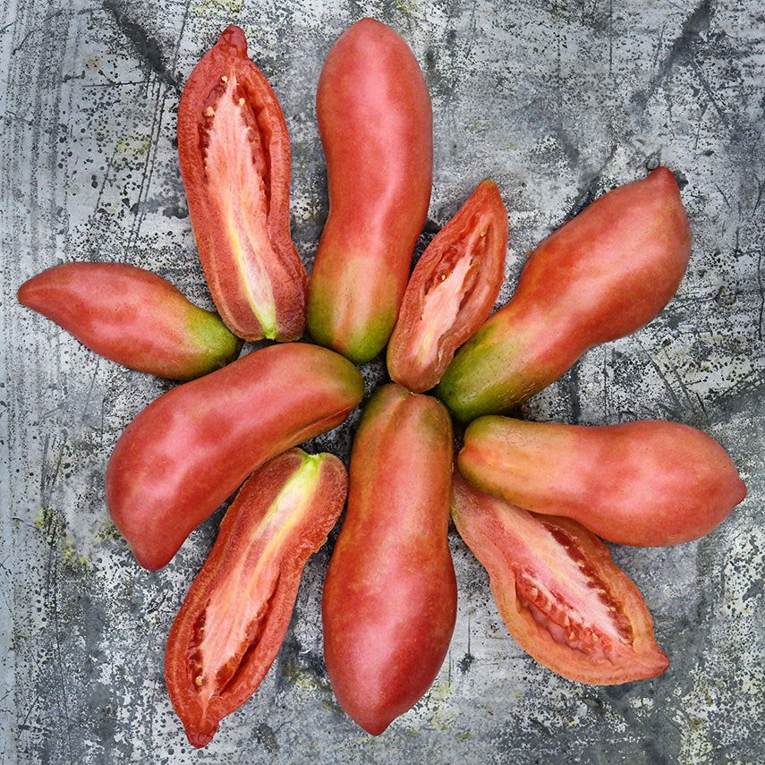 Cut and whole Pink Fang Tomatoes arranged on circle on a rustic metal background.