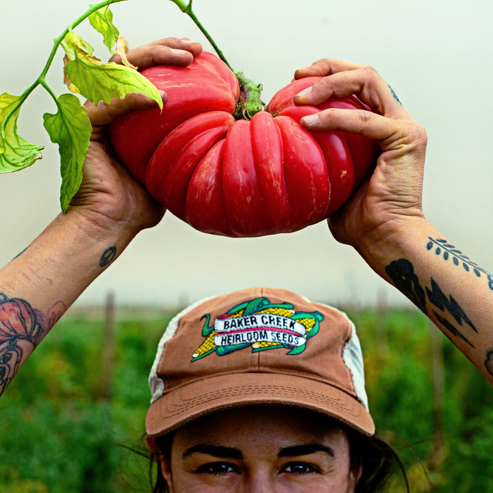 Woman wearing a Baker Creek Trucker Hat holding a large Pink Jazz Tomato over her head in the field.