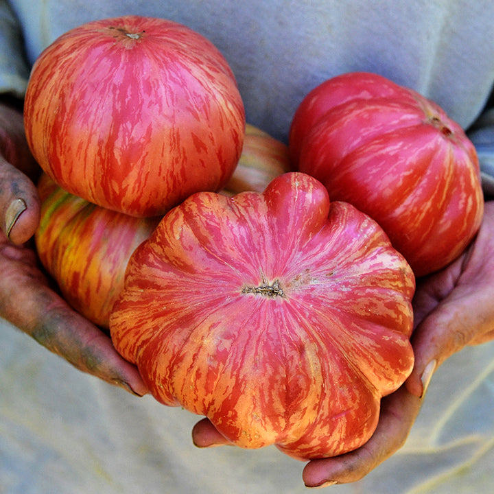 Farmer holding three freshly harvested large Pink Jazz Tomatoes.