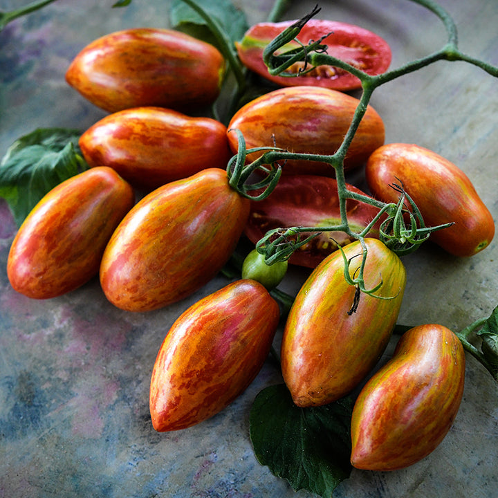 A cluster of Prairie Fire Tomatoes on the vine on a pastel background.