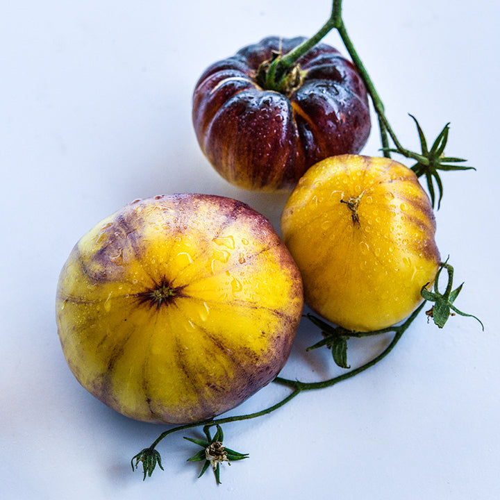 A trio of juicy Sart Roloise Tomatoes on a vine against a white background