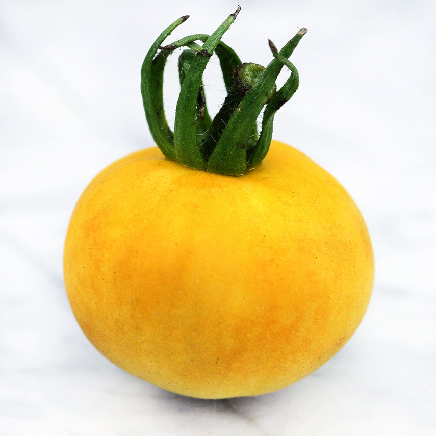 A single Wapsipinicon Peach Tomato on white marble countertop.