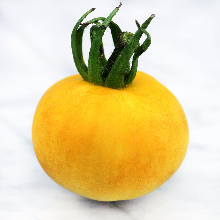 A single Wapsipinicon Peach Tomato on white marble countertop.