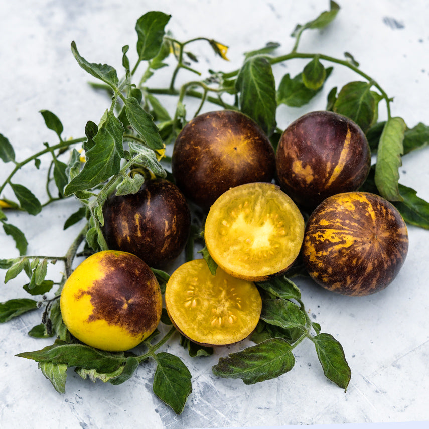 Cut and whole Wooly Kate Tomatoes with foliage and blooms on a light background.