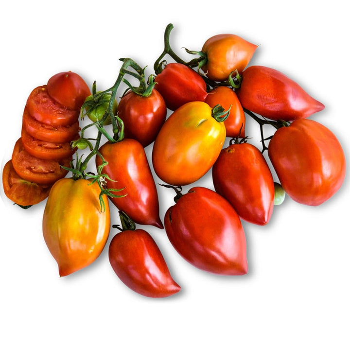 Amish Paste Tomatoes on a vine on a white background.