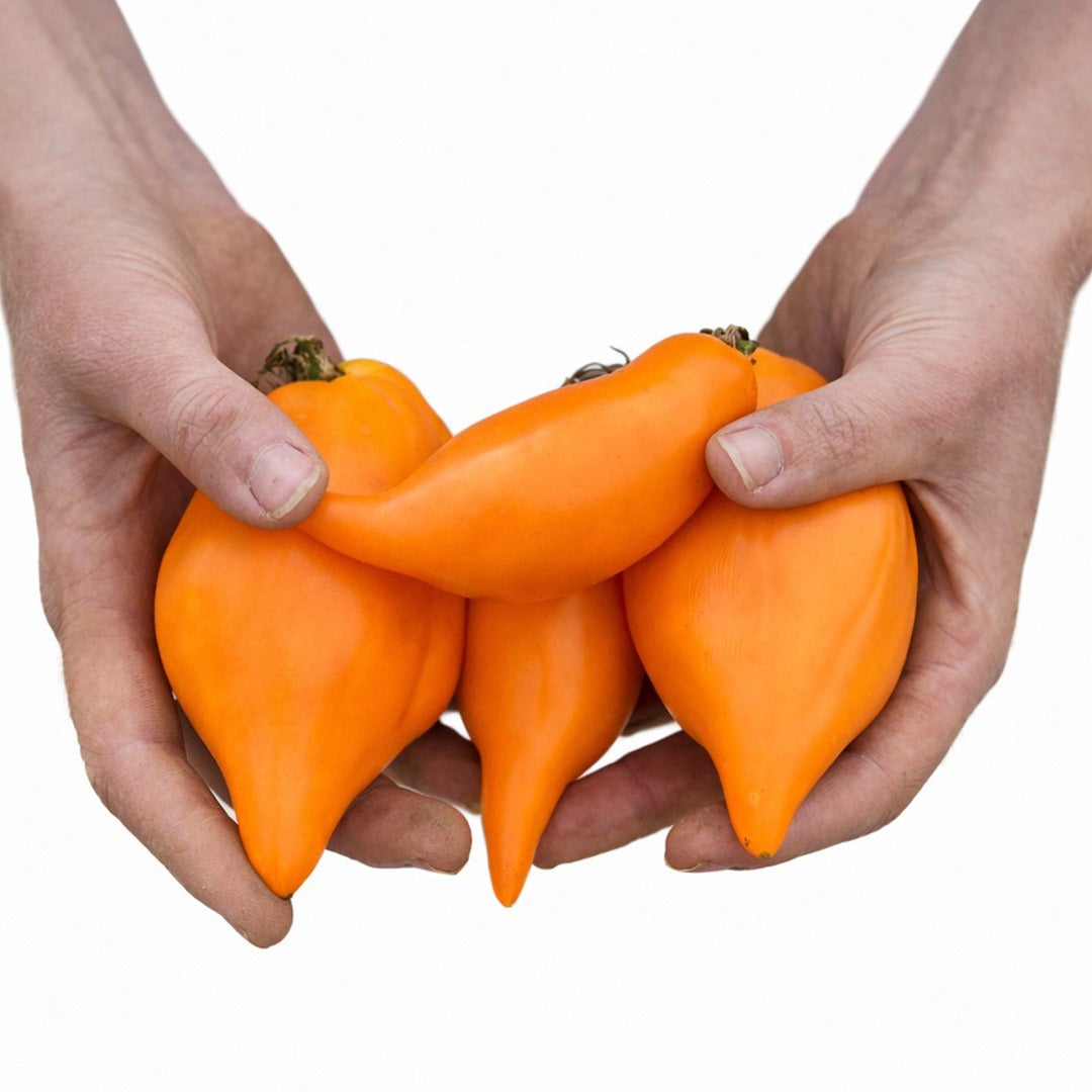 Hands holding a profile view of Buratino or Pinocchio Tomatoes.