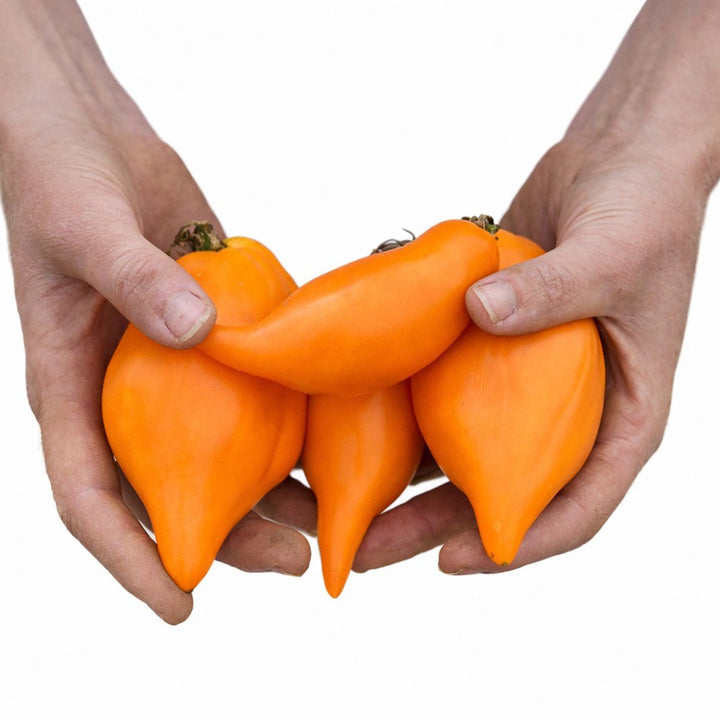 Hands holding a profile view of Buratino or Pinocchio Tomatoes.