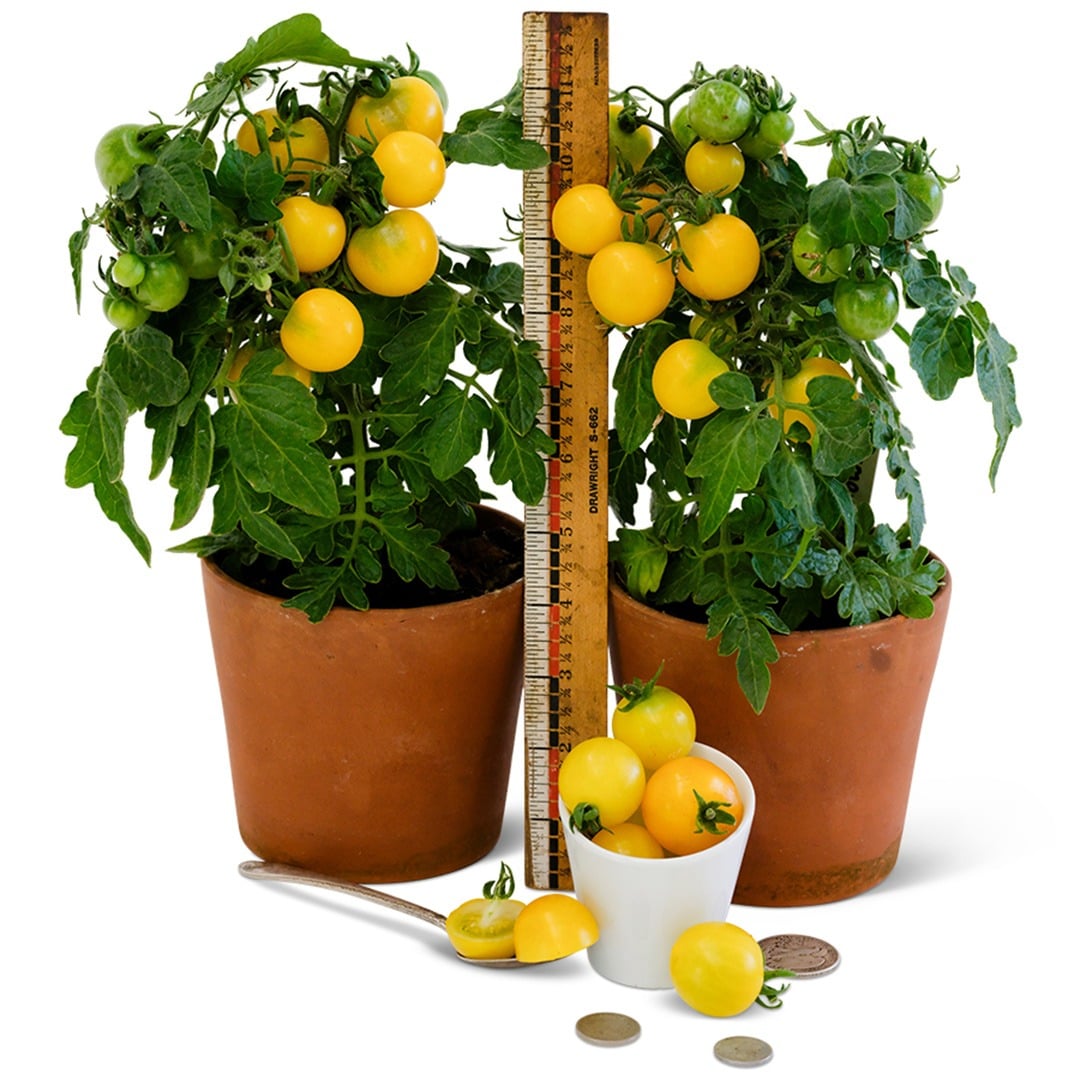 Tomato Seeds, Gourmandise Yellow