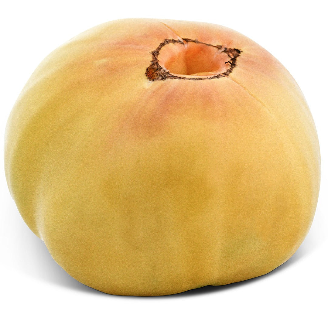 Great White Tomato on a white background.