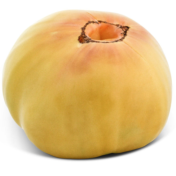 Great White Tomato on a white background.