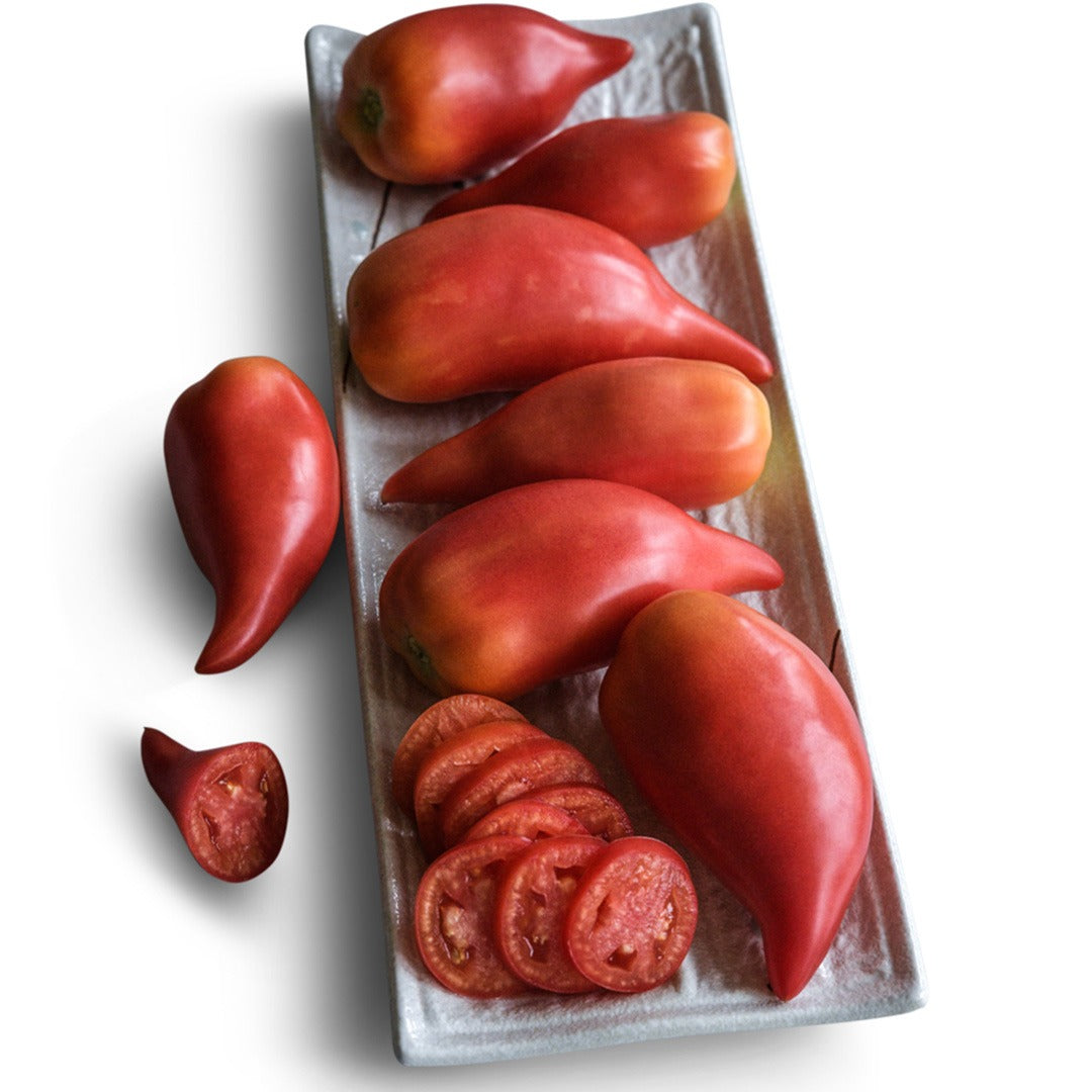 A half dozen Korean Long Tomatoes on a white plate with slices on a white background.