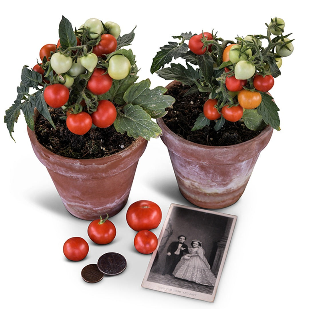 Tomato Seeds, Micro Tom
