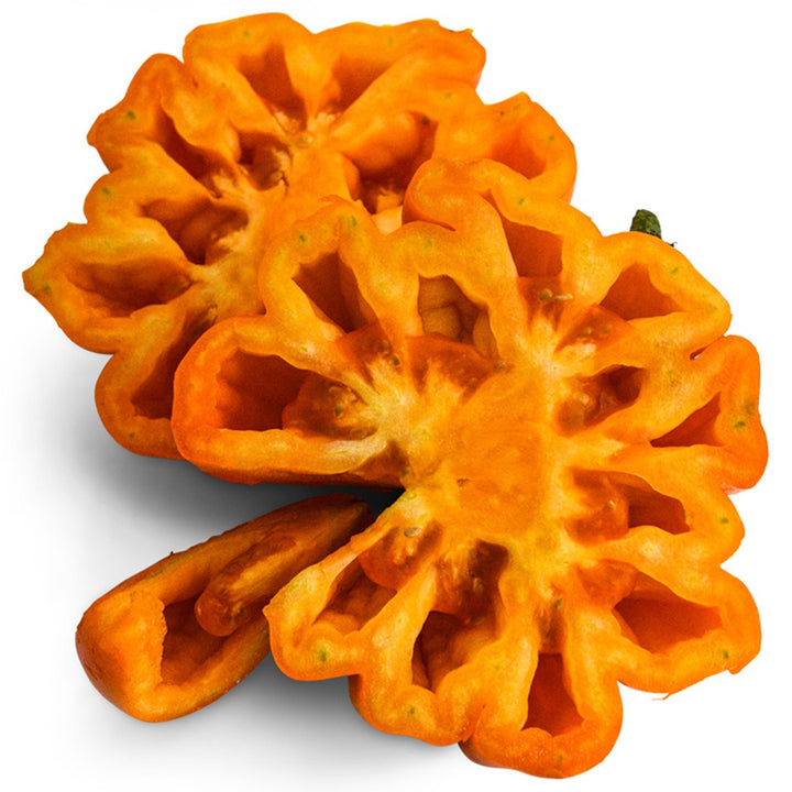 Orange Accordion tomatoes sliced in half on a white background.