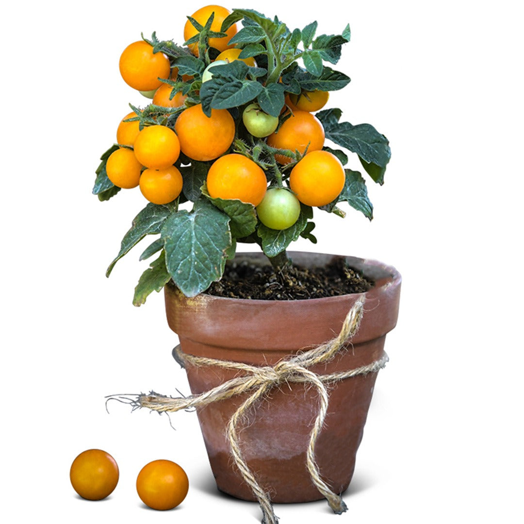 Orange Hat Tomato Plant in a clay pot on a white background.