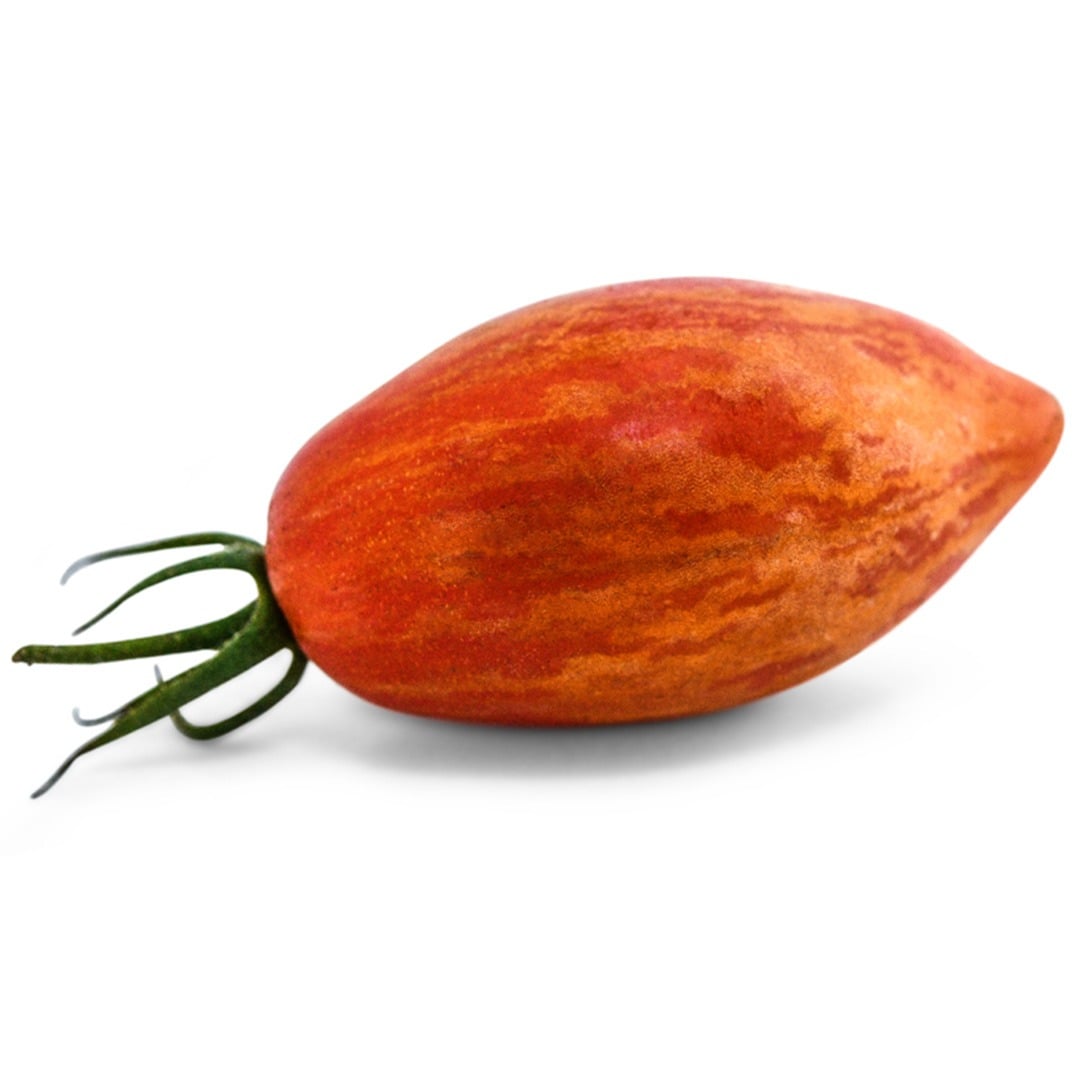 A single Prairie Fire Tomato on a white background.