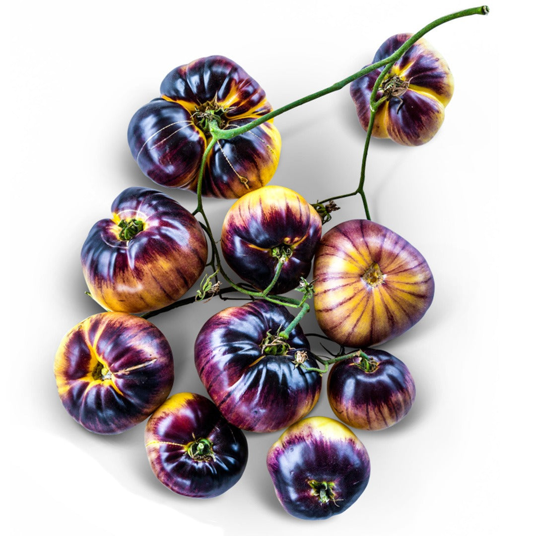 Ten Sart Roloise Tomatoes on a vine on a white background.