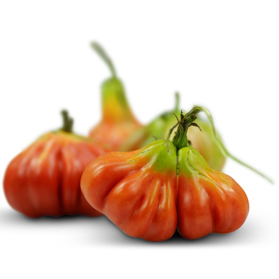 Tlacolula Pink Tomatoes on a white background.