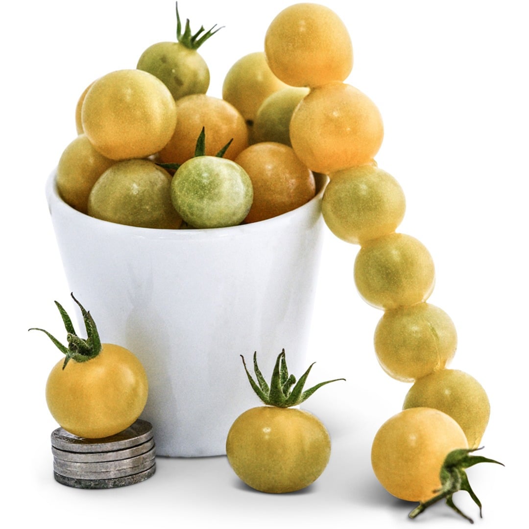 White Currant Tomatoes stacked in a white bowl with coins to show size on a white background.
