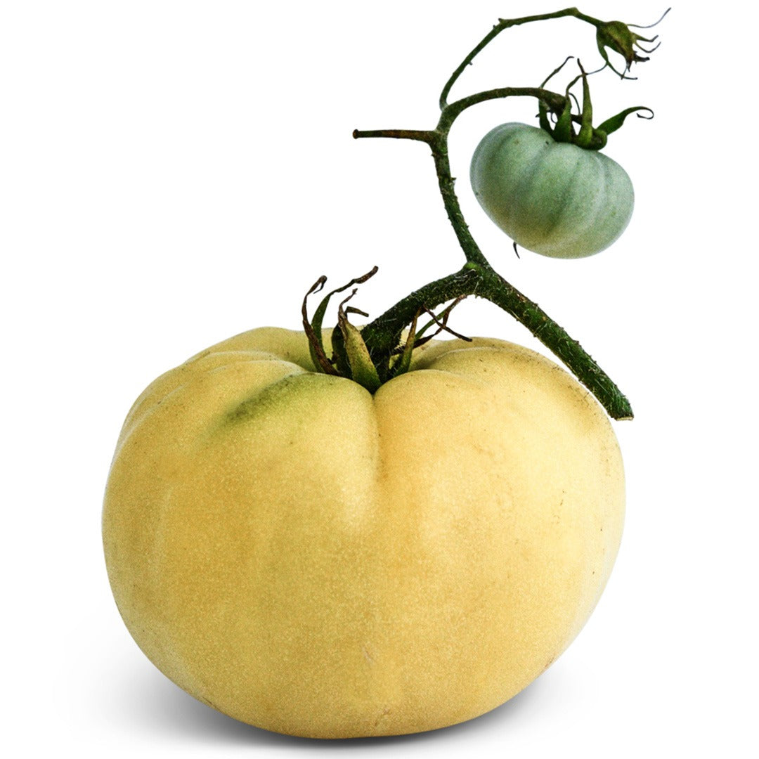 A single White Tomesol Tomato on a white background.