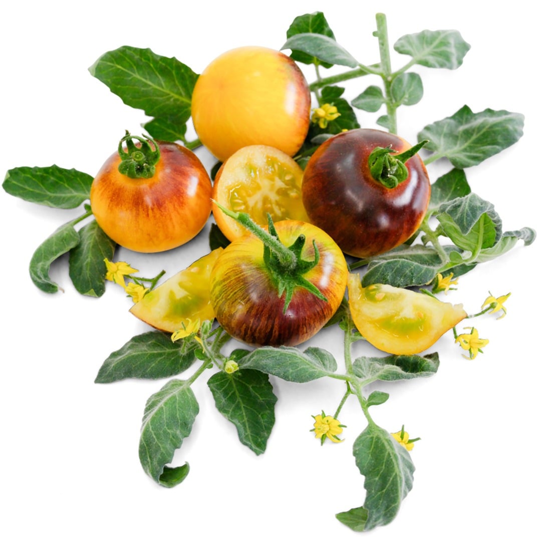 Cut and whole Wooly Kate Tomatoes with foliage and blooms on a white background.