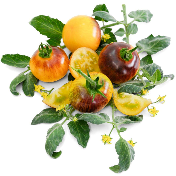 Cut and whole Wooly Kate Tomatoes with foliage and blooms on a white background.